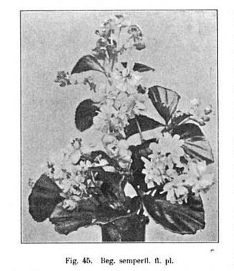 B. ‘Flora Plena’